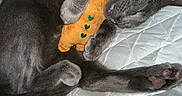 Kitty joined the competition — help win amazing prizes! cat, gray_cat, plush_toy, cuddling, sleeping, quilted_blanket, bed, pet, animal, cozy, paws, fur, cute, indoor, resting, soft_toy, domestic_animal, nap, hugging, relaxation