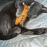 cat, gray_cat, plush_toy, cuddling, sleeping, quilted_blanket, bed, pet, animal, cozy, paws, fur, cute, indoor, resting, soft_toy, domestic_animal, nap, hugging, relaxation
