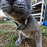 cat, gray_cat, whiskers, close_up, outdoor, grass, yard, collar, pet, animal, curious, nose, sniffing, feline, playful, daylight, house, blue_pool, ground, nature