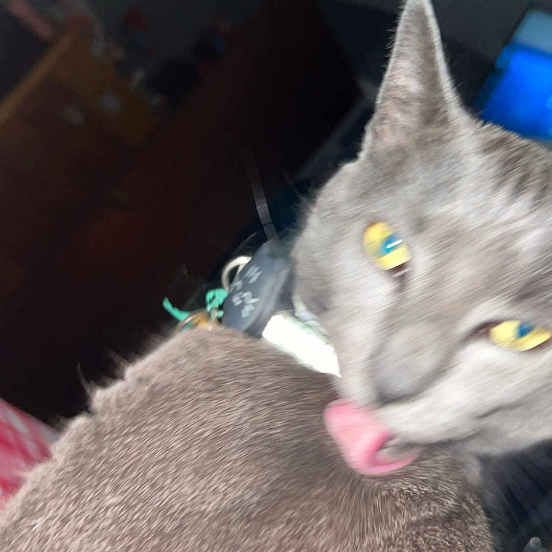 Kitty