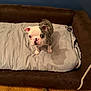 Franklin joined the competition — help win amazing prizes! puppy, dog, pet_bed, cushion, brown, gray, floor, wood_floor, indoor, cute, young_dog, small_dog, wide_eyes, curious, animal, domestic_animal, looking_up, fur, ears, pink_nose