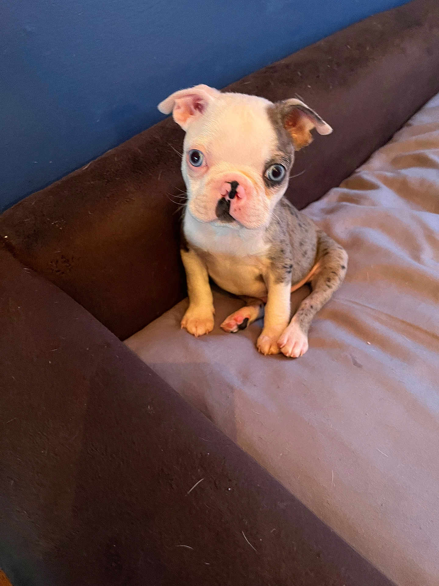 Franklin