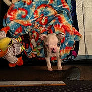 Franklin joined the competition — help win amazing prizes! puppy, dog, blanket, plush_toy, colorful, tie_dye, cute, pet, animal, indoor, small_dog, toy, fabric, fur, young, looking, playful, cozy, comfort, home