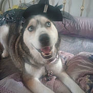 Iris joined the competition — help win amazing prizes! dog, husky, pet, animal, bed, blanket, hat, costume, indoor, fur, canine, collar, happy, smiling, blue_eyes, resting, cute, cozy, furniture, domestic