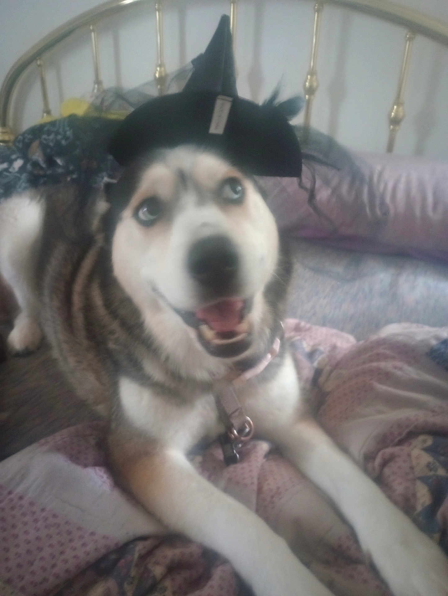 Iris joined the competition — help win amazing prizes! dog, husky, pet, animal, bed, blanket, hat, costume, indoor, fur, canine, collar, happy, smiling, blue_eyes, resting, cute, cozy, furniture, domestic