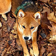 Aiko a rejoint le concours — aidez-le/la à gagner de superbes lots ! animal, autumn, brown, canine, closeup, cute, dog, ears, fall, forest_floor, fur, green_harness, laying_down, leaves, nature, outdoor, paws, pet, portrait, snout