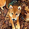 animal, autumn, brown, canine, closeup, cute, dog, ears, fall, forest_floor, fur, green_harness, laying_down, leaves, nature, outdoor, paws, pet, portrait, snout