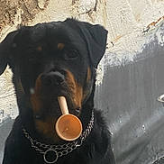 Arko a rejoint le concours — aidez-le/la à gagner de superbes lots ! attentive, black_fur, brown_markings, canine, chain_collar, close_up, concrete_wall, dog, floor, holding_object, ladle, metal_chain, mouth, outdoor, pet, plastic_object, portrait, rottweiler, scoop, textured_wall