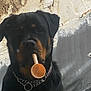 attentive, black_fur, brown_markings, canine, chain_collar, close_up, concrete_wall, dog, floor, holding_object, ladle, metal_chain, mouth, outdoor, pet, plastic_object, portrait, rottweiler, scoop, textured_wall