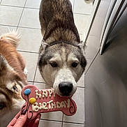 Skyla joined the competition — help win amazing prizes! animal, birthday, black, bone_shaped, brown, celebration, close_up, companion, curious, cute, dog, hand, husky, indoor, pet, refrigerator, sniffing, tile_floor, treat, white