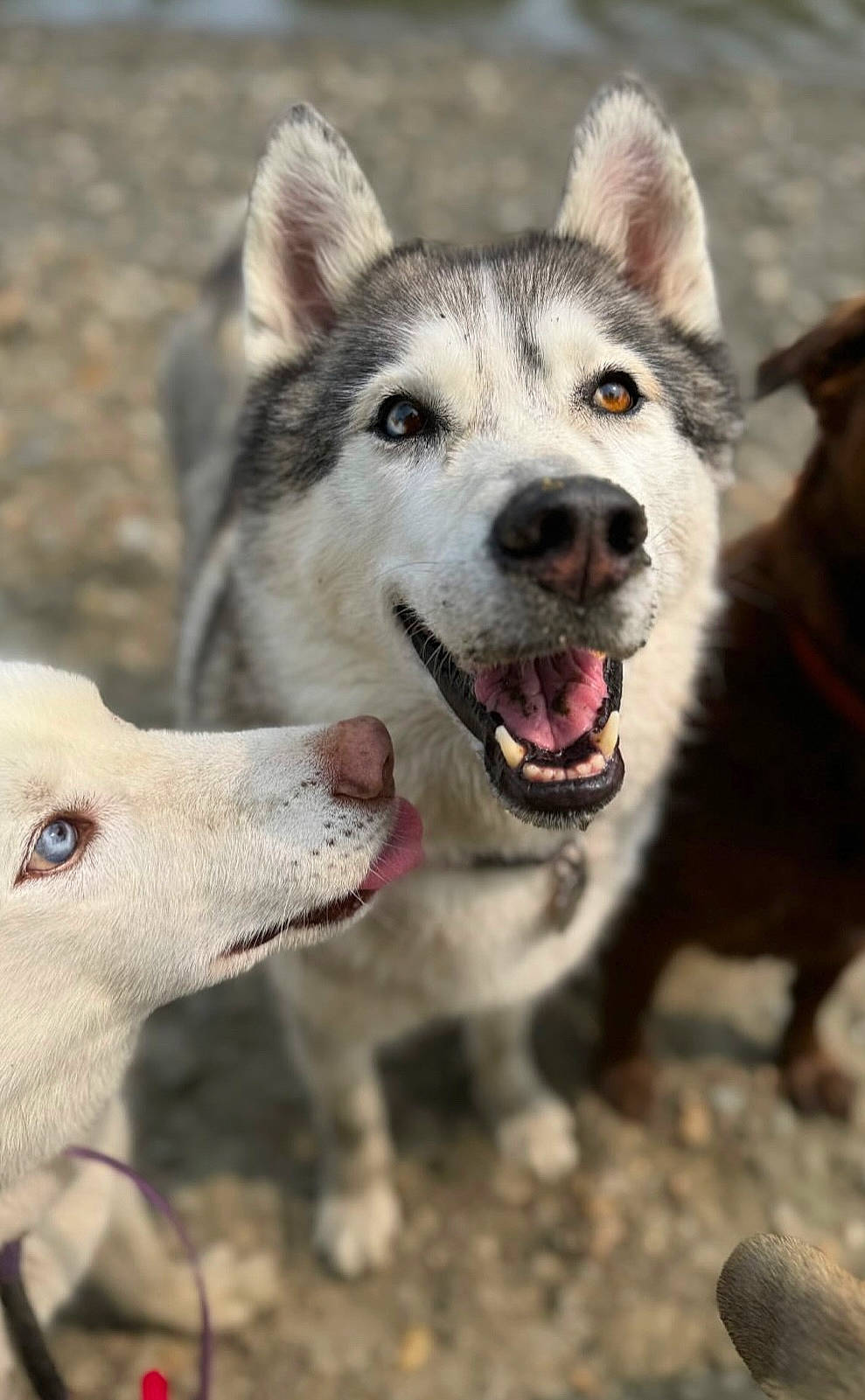 Skyla is registered to the contest to win money with this photo: animal, bodypart, canine, dog, eskimodog, husky, mouth, nature, outdoors, person, pet, puppy, rock, snout, snow, teeth, tongue, walkingdog, whitedog, wolf