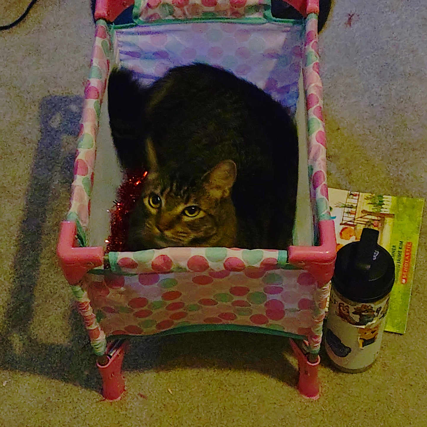 Stormie is registered to the contest to win money with this photo: basket, carpet, cat, children_book, colorful, cozy, curious, fabric, feline, floor, home, indoor, pet, plastic, polka_dot, relaxing, resting, tabby, toy, water_bottle