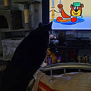 Lily joined the competition — help win amazing prizes! cat, television, cartoon, bed, striped_blanket, cat_tree, pet_food, indoor, black_and_white_cat, furniture, entertainment, living_room, pillow, metal_bed_frame, toy, electronics, animal, screen, household, cozy
