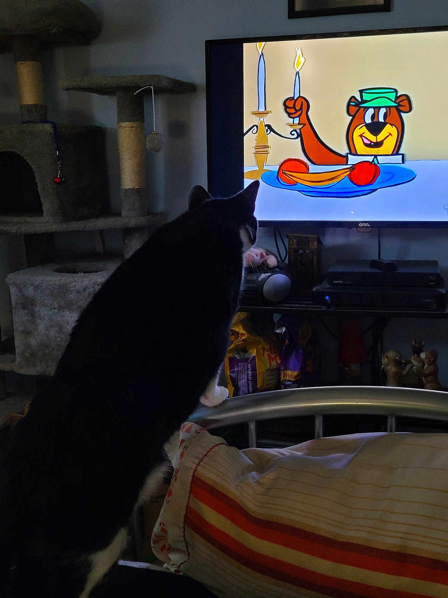 Lily joined the competition — help win amazing prizes! cat, television, cartoon, bed, striped_blanket, cat_tree, pet_food, indoor, black_and_white_cat, furniture, entertainment, living_room, pillow, metal_bed_frame, toy, electronics, animal, screen, household, cozy