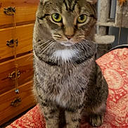 Gremlin joined the competition — help win amazing prizes! animal, blanket, cat, cat_tree, cozy, curious, domestic, ears, feline, fur, furniture, green_eyes, house, indoor, paws, pet, sitting, tabby, whiskers, wooden_drawers