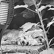 Tesla joined the competition — help win amazing prizes! dog, dogs, resting, laying_down, outdoor, plants, leaves, stone, pet, fluffy, fur, nature, relaxing, shade, companion, animal, two_animals, quiet, calm, garden