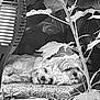 dog, dogs, resting, laying_down, outdoor, plants, leaves, stone, pet, fluffy, fur, nature, relaxing, shade, companion, animal, two_animals, quiet, calm, garden