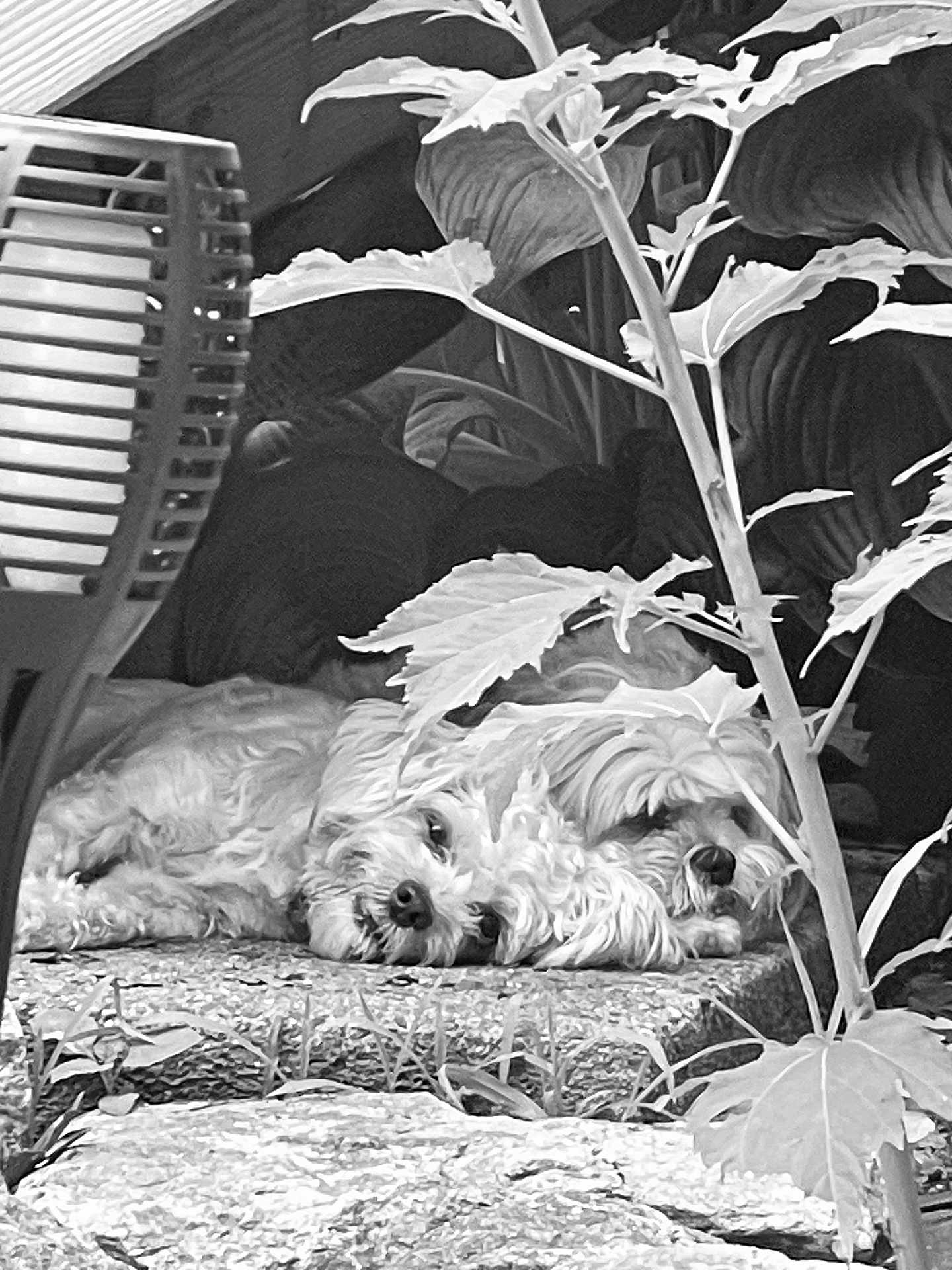 Tesla joined the competition — help win amazing prizes! dog, dogs, resting, laying_down, outdoor, plants, leaves, stone, pet, fluffy, fur, nature, relaxing, shade, companion, animal, two_animals, quiet, calm, garden