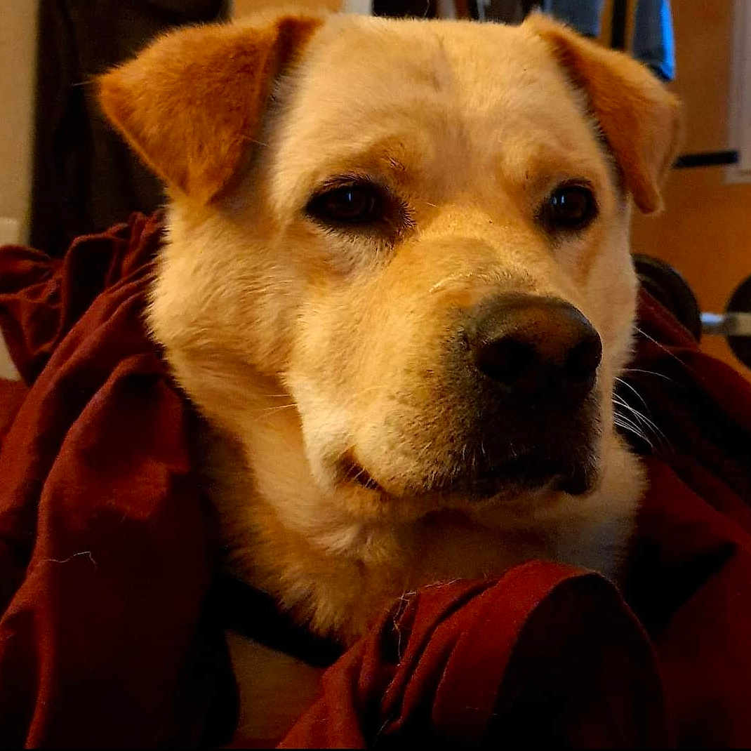 Guizmo a rejoint le concours — aidez-le/la à gagner de superbes lots ! animal, blanket, brown_fur, calm, canine, close_up, cozy, dog, domestic_animal, ears, face, fur, indoor, looking_away, pet, portrait, resting, snout, soft_light, warm