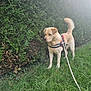 dog, leash, harness, grass, hedge, outdoor, pet, canine, nature, greenery, animal, fur, tail, alert, walking, daylight, park, companion, curious, sniffing