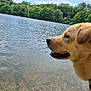 dog, lake, water, nature, outdoor, sky, trees, forest, animal, canine, pet, summer, sunlight, peaceful, landscape, mammal, collar, profile, calm, daytime