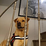 Guizmo a rejoint le concours — aidez-le/la à gagner de superbes lots ! dog, staircase, metal_railings, harness, indoor, pet, portrait, brown_dog, wall, framed_photo, black_and_white_photo, stairs, animal, canine, house, domestic_animal, closeup, looking_away, quiet, calm