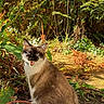 alert, animal, blue_eyes, cat, ferns, flowerpots, fur, garden, lock_screen, nature, outdoor, pet, phone_screenshot, plants, portrait, potted_plants, serious_expression, sitting, sunlight, whiskers