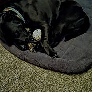 Zeus joined the competition — help win amazing prizes! dog, sleeping, lying_down, pet, animal, canine, dog_bed, pet_bed, toy, chew_toy, collar, indoor, home, carpet, floor, cozy, resting, dark, brown_dog, relaxed