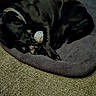 dog, sleeping, lying_down, pet, animal, canine, dog_bed, pet_bed, toy, chew_toy, collar, indoor, home, carpet, floor, cozy, resting, dark, brown_dog, relaxed