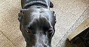 Zeus joined the competition — help win amazing prizes! dog, black_dog, pet, animal, chew_toy, toy, turquoise, indoor, carpet, rug, furniture, home, overhead_view, close_up, standing, looking_up, glossy_coat, short_hair, playful, portrait