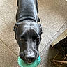dog, black_dog, pet, animal, chew_toy, toy, turquoise, indoor, carpet, rug, furniture, home, overhead_view, close_up, standing, looking_up, glossy_coat, short_hair, playful, portrait