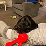 Zeus joined the competition — help win amazing prizes! dog, black_dog, pet, animal, indoor, living_room, armchair, person, lap, toy, red_toy, chew_toy, resting, lying_down, head, eyes, nose, carpet, houseplant, shoe_box