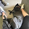 Zeus is registered to the contest to win money with this photo: dog, black_dog, pet, indoor, living_room, carpet, couch, people, legs, slippers, collar, orange_collar, lying_down, relaxed, sleeping, cozy, home, furniture, dog_bed, portrait