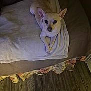 Hollie joined the competition — help win amazing prizes! dog, small_dog, blanket, bed, indoor, floor, wood_floor, light_colored_dog, looking_up, pet, resting, cozy, fur, ears, paws, animal, home, quiet, comfortable, curious