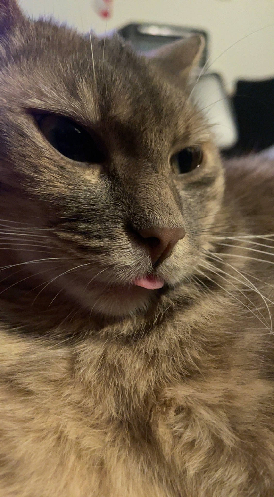 Lulu participe au concours pour gagner de l'argent avec cette photo : carnivore, cat, close_up, domestic_short_haired_cat, ear, felidae, fur, grey, paw, small_to_medium_sized_cats, snout, terrestrial_animal, whiskers, wildlife