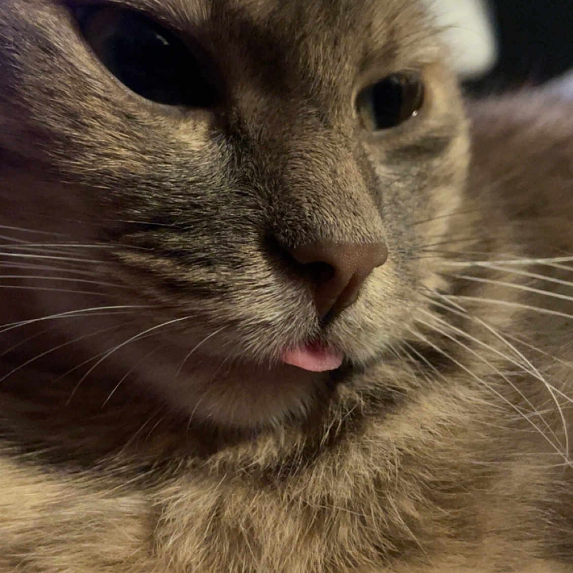 Lulu
