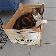 Mooky participe au concours pour gagner de l'argent avec cette photo : cat, crate, wooden_box, tile_floor, indoor, pet, relaxed, tabby_cat, white_paws, feline, resting, household, animal, cozy, box, floor, domestic_cat, cute, fur, sleepy