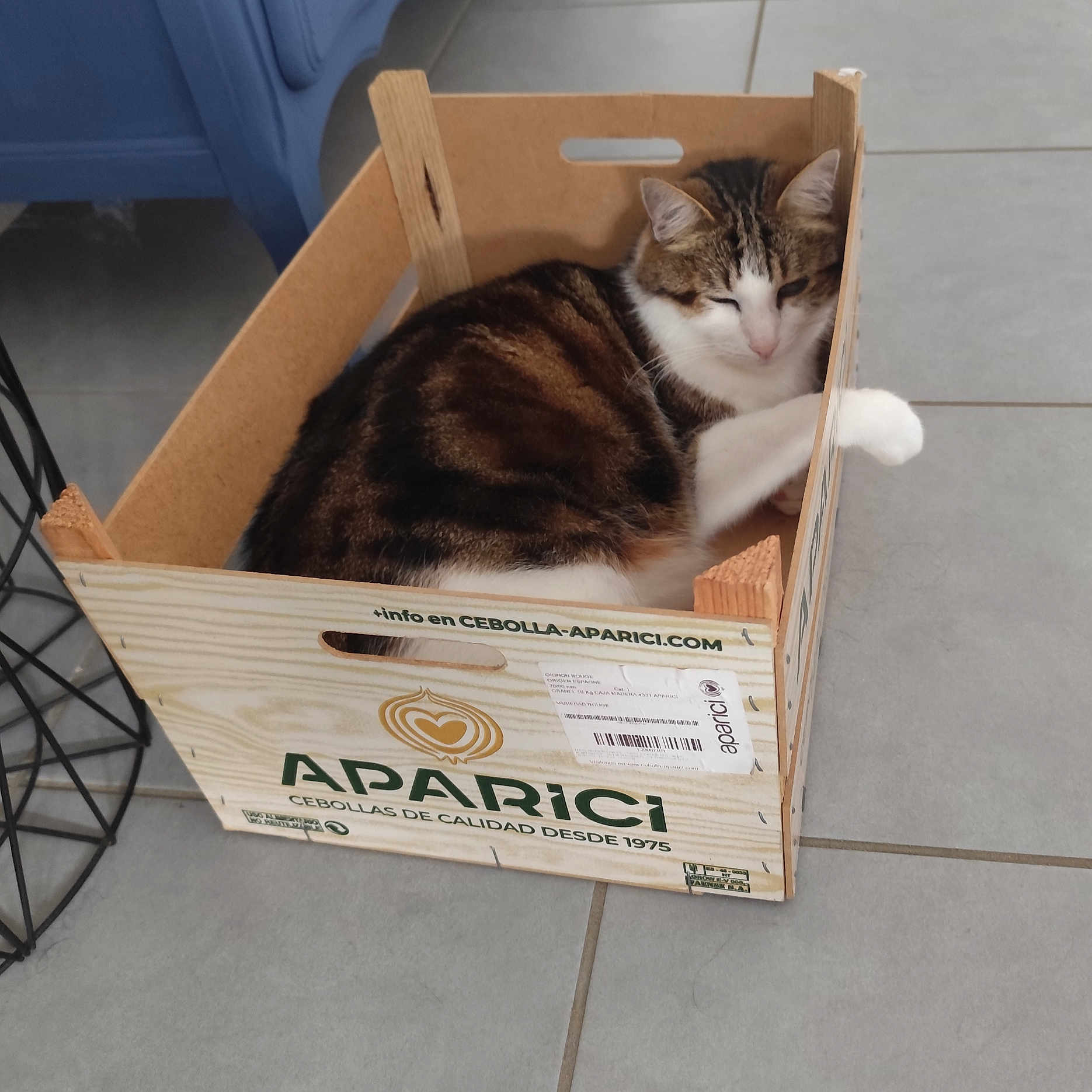 Mooky participe au concours pour gagner de l'argent avec cette photo : animal, box, cat, cozy, crate, cute, domestic_cat, feline, floor, fur, household, indoor, pet, relaxed, resting, sleepy, tabby_cat, tile_floor, white_paws, wooden_box