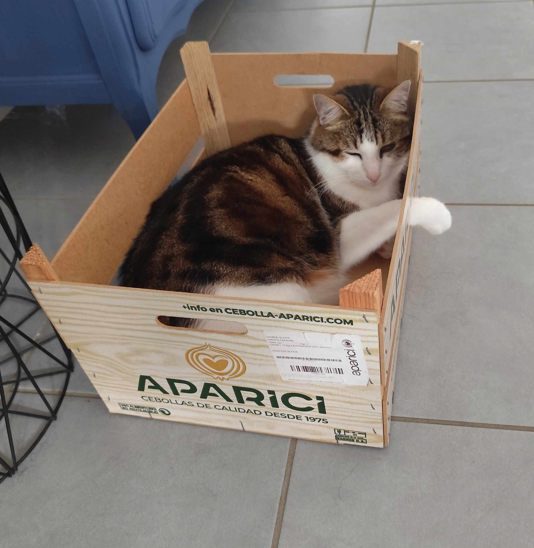 Mooky participe au concours pour gagner de l'argent avec cette photo : cat, crate, wooden_box, tile_floor, indoor, pet, relaxed, tabby_cat, white_paws, feline, resting, household, animal, cozy, box, floor, domestic_cat, cute, fur, sleepy