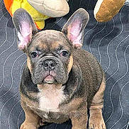 Stitch joined the competition — help win amazing prizes! animal, black, brown, cute, dog, ears, eyes, face, french_bulldog, fur, indoor, mat, nose, paws, pet, plush_toy, portrait, puppy, sitting, white