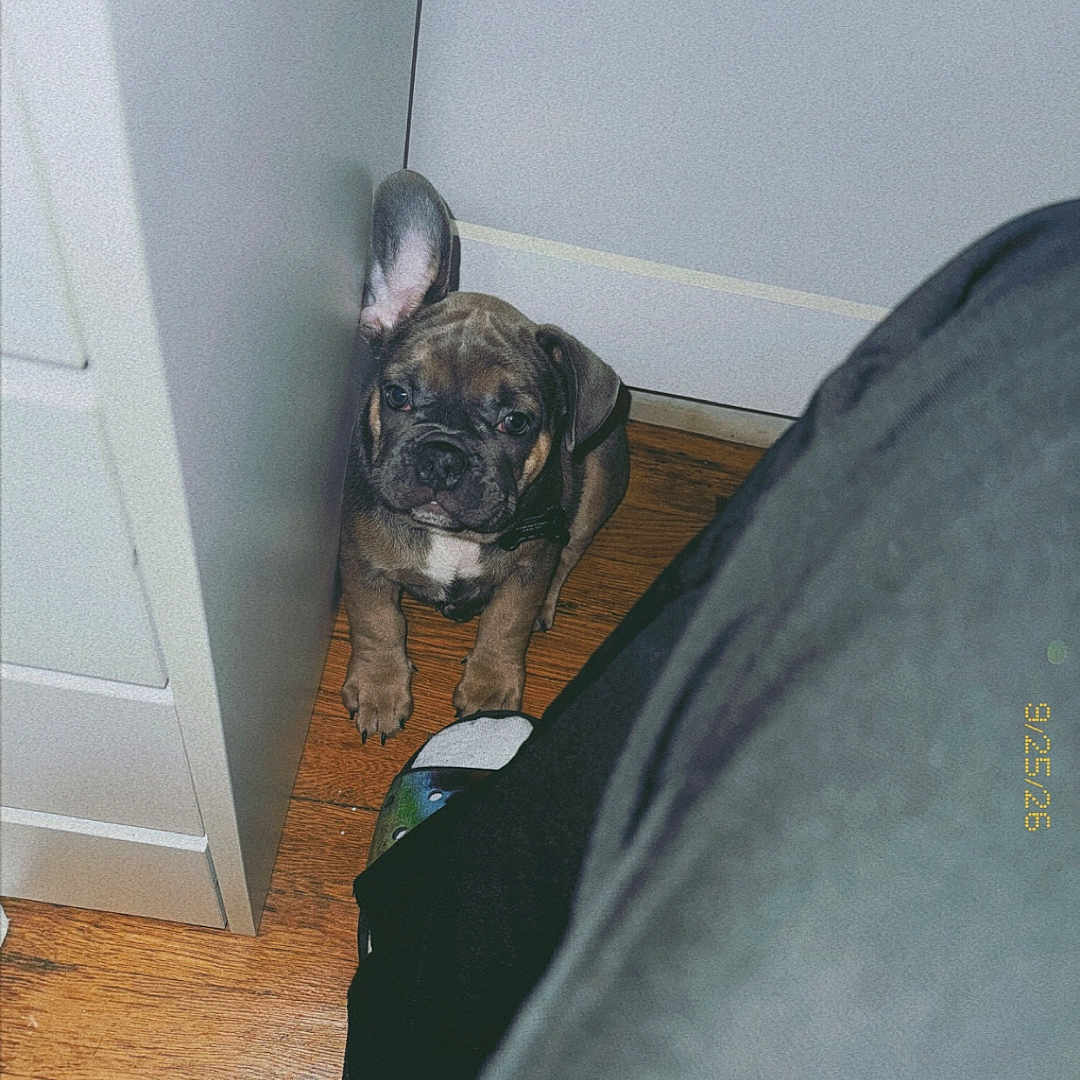 Stitch