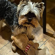 Roucky participe au concours pour gagner de l'argent avec cette photo : dog, small_dog, toy, plush_toy, moose_toy, indoor, floor, tile_floor, pet, fur, cute, animal, mammal, playful, domestic_animal, looking_up, scruffy, brown, black, white