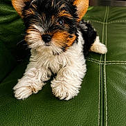 Tess a rejoint le concours — aidez-le/la à gagner de superbes lots ! puppy, dog, pet, animal, fur, cute, small, tricolor, black, brown, white, ears, face, nose, paws, leather_couch, green, indoor, portrait, young