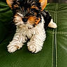 puppy, dog, pet, animal, fur, cute, small, tricolor, black, brown, white, ears, face, nose, paws, leather_couch, green, indoor, portrait, young