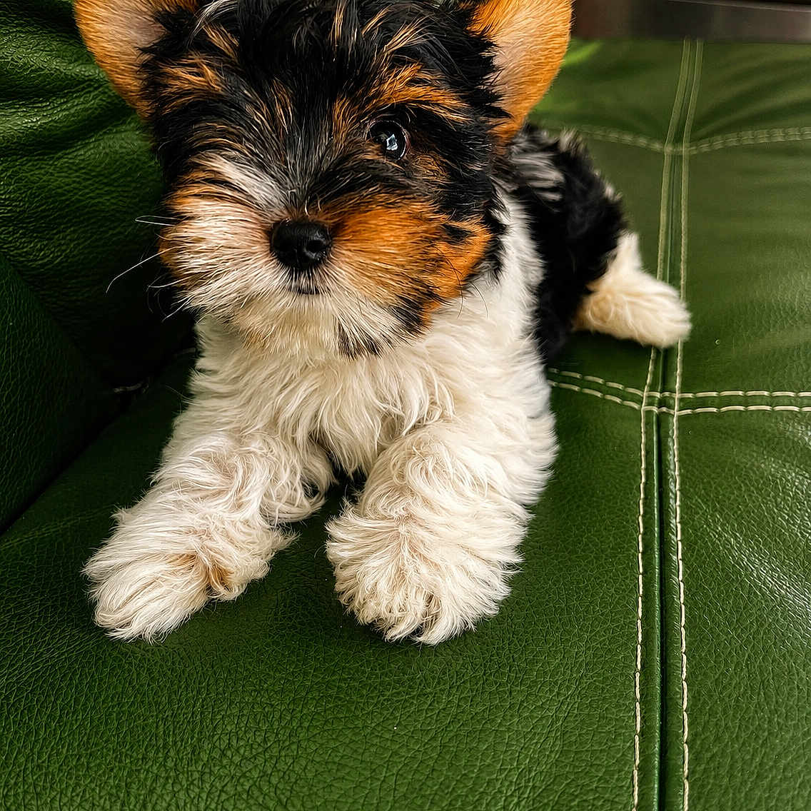 Tess a rejoint le concours — aidez-le/la à gagner de superbes lots ! puppy, dog, pet, animal, fur, cute, small, tricolor, black, brown, white, ears, face, nose, paws, leather_couch, green, indoor, portrait, young