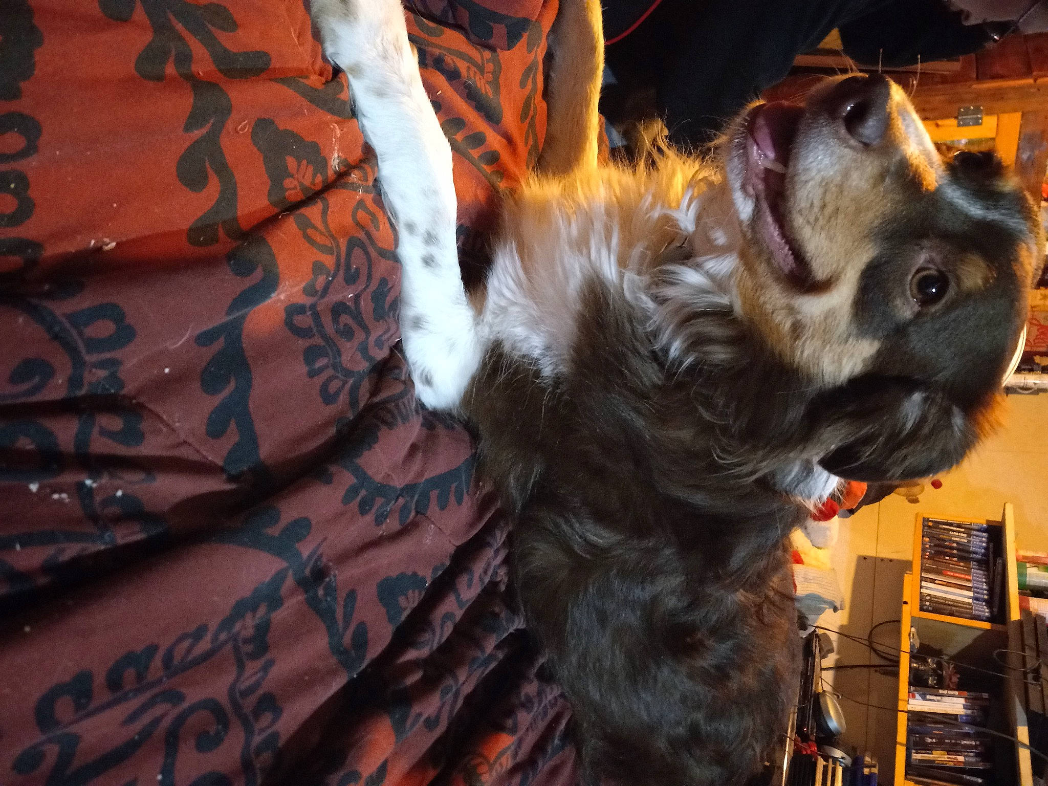 Leia joined the competition — help win amazing prizes! canidae, carnivore, companion_dog, dog, dog_breed, dog_supply, ear, fawn, felidae, fur, liver, paw, small_terrier, small_to_medium_sized_cats, snout, sporting_group, tail, toy_dog, whiskers, working_animal