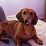 dog, dachshund, tongue_out, pet, indoor, couch, blanket, brown_fur, relaxed, lying_down, paw, snout, ears, fur, home, animal, companion, cute, domestic, canine