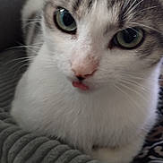 Yumi a rejoint le concours — aidez-le/la à gagner de superbes lots ! cat, close_up, indoor, pet, animal, feline, cute, green_eyes, tongue_out, resting, blanket, cozy, soft_texture, fur, whiskers, curious, comfortable, gray, white, portrait
