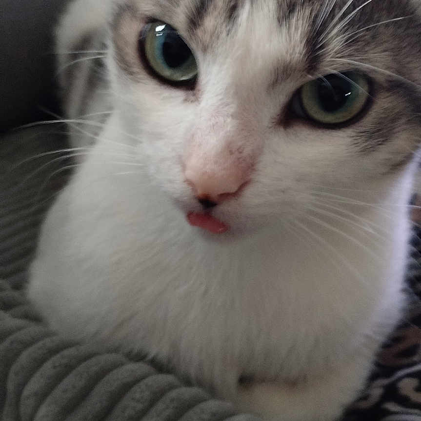 Yumi a rejoint le concours — aidez-le/la à gagner de superbes lots ! cat, close_up, indoor, pet, animal, feline, cute, green_eyes, tongue_out, resting, blanket, cozy, soft_texture, fur, whiskers, curious, comfortable, gray, white, portrait