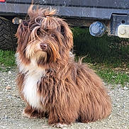 Arzhelenn a rejoint le concours — aidez-le/la à gagner de superbes lots ! adorable, animal, brown, car_bumper, companion, cute, dog, fluffy, fur, grass, gravel, nature, outdoor, pet, portrait, sitting, small_dog, tie_hair, vehicle, white_chest